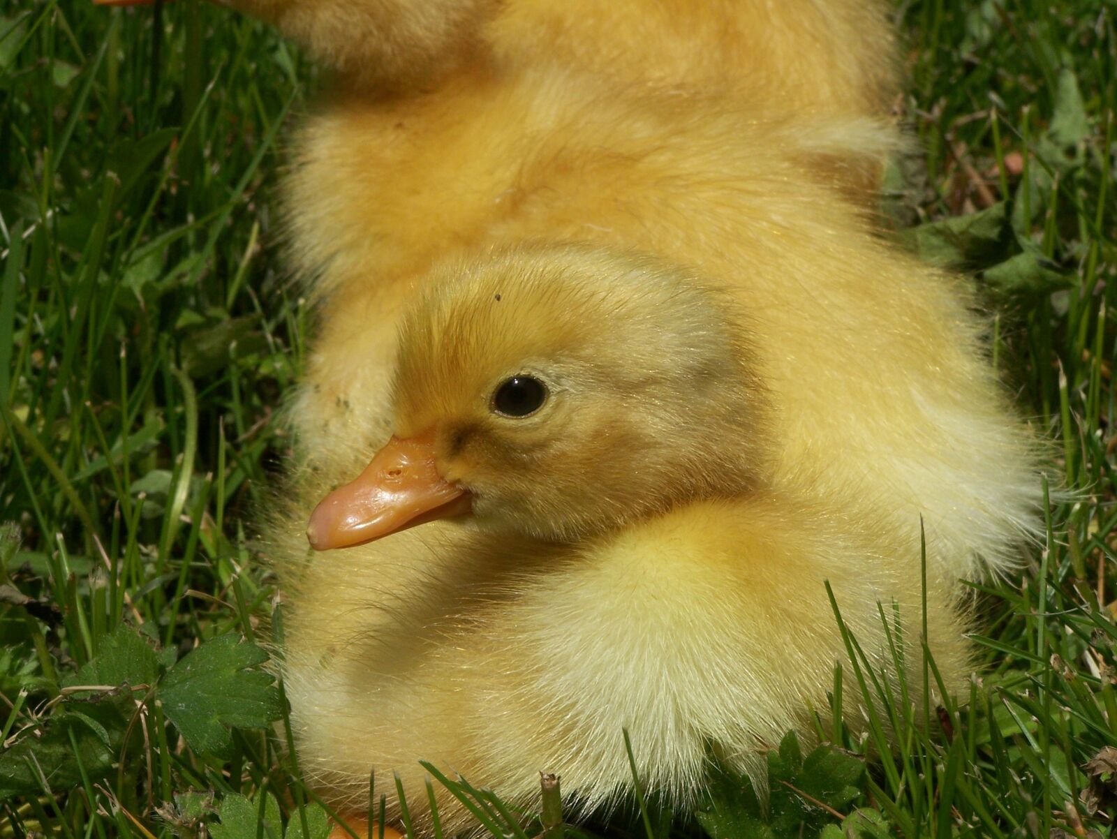 Kodak Z650 ZOOM DIGITAL CAMERA sample photo. Spring, duckling, cute photography