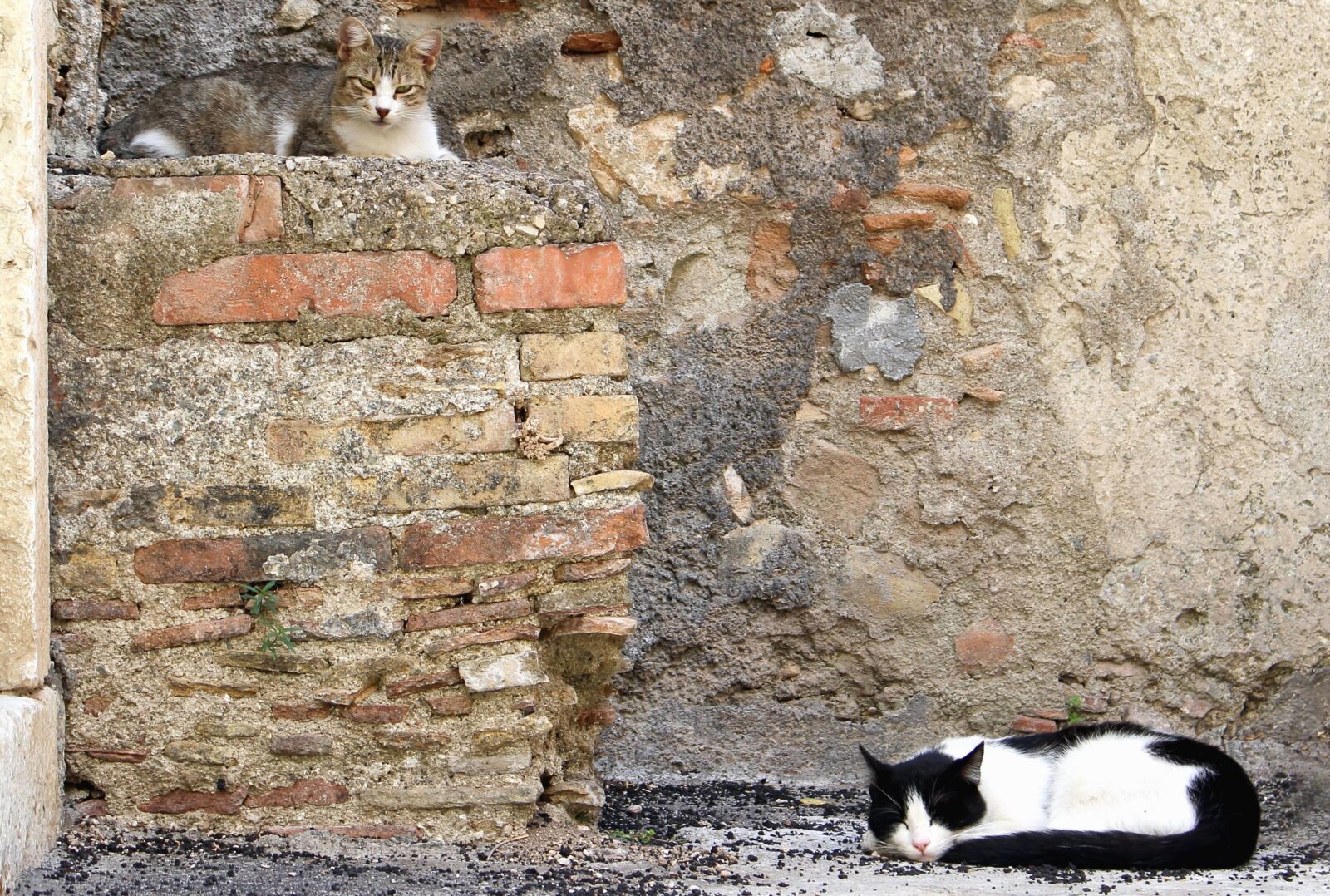 Canon EOS 700D (EOS Rebel T5i / EOS Kiss X7i) sample photo. Cat, animal, domestic cat photography