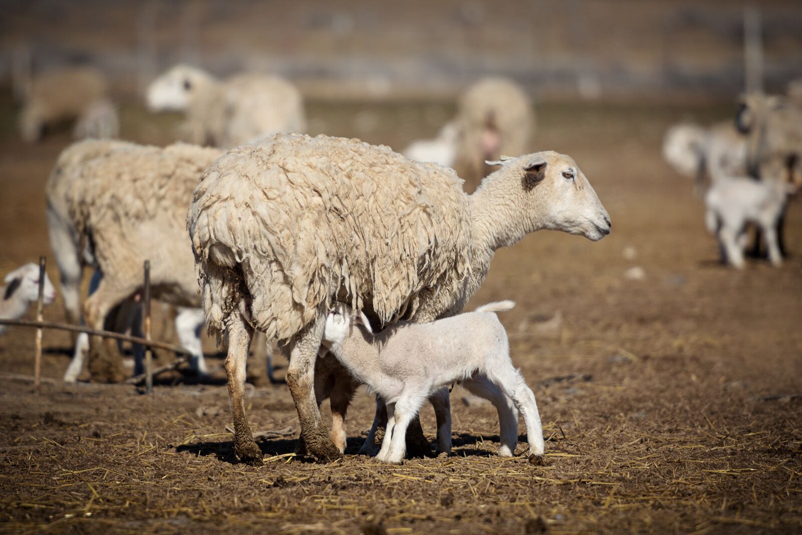 Nikon D7200 sample photo. Lamb, sheep, baby photography