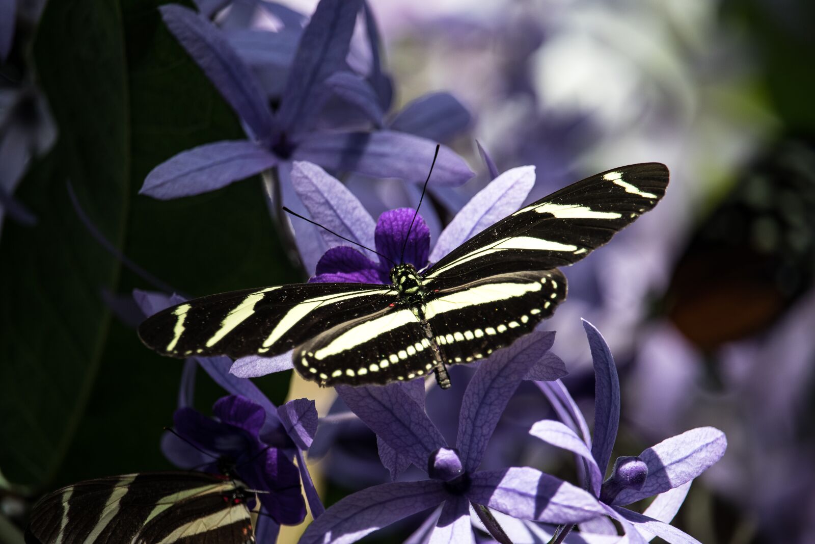 Canon EF-S 55-250mm F4-5.6 IS STM sample photo. Butterfly, insect, animal photography