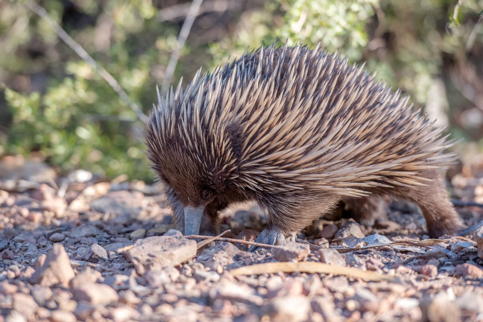 Nikon D750 sample photo. Echidna, monotreme, mammal photography