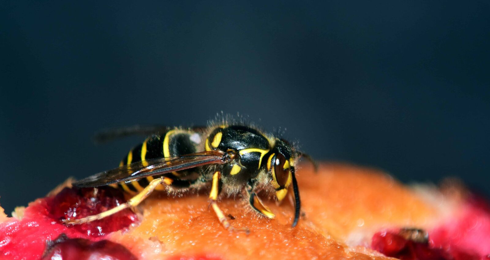 Nikon D3300 sample photo. Nature, insect, wasp, arthropod photography