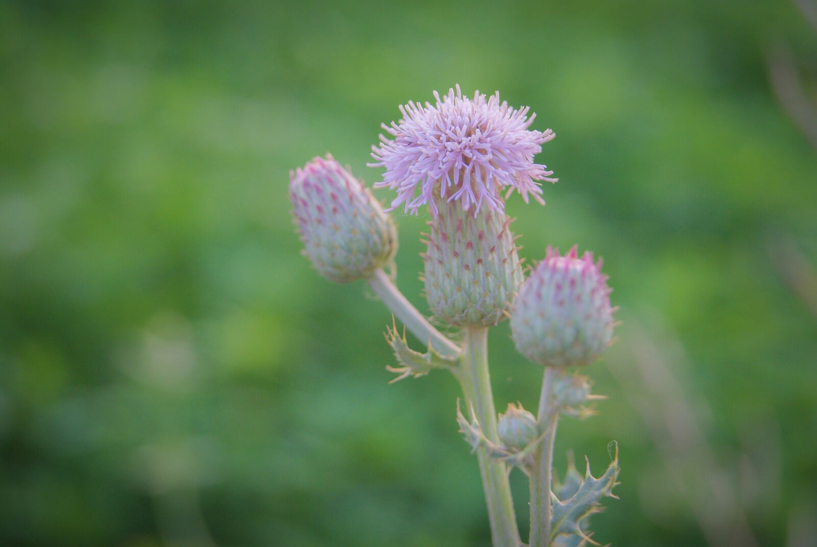 Sony Alpha DSLR-A330 sample photo. Flower, macro, nature photography