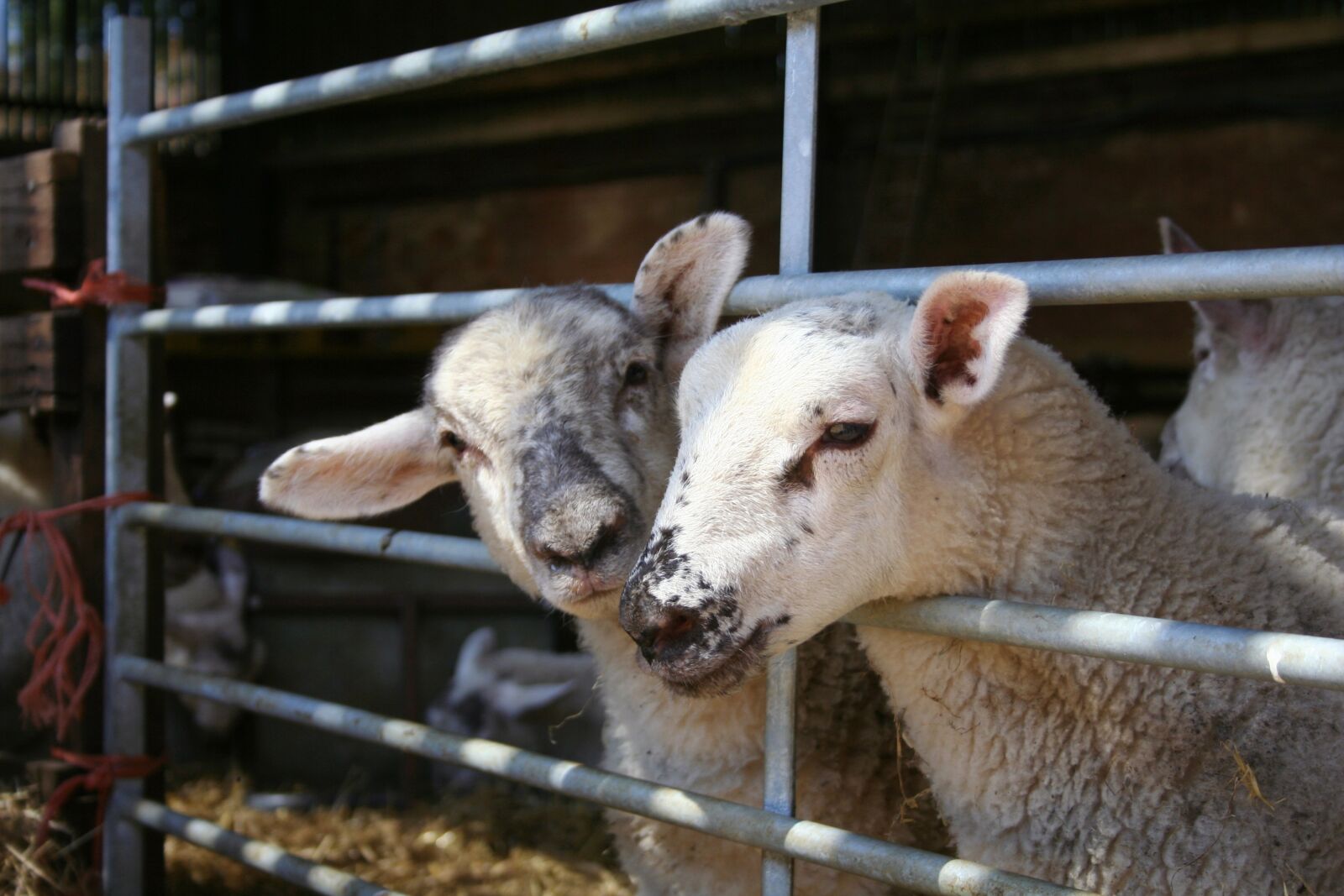 Canon EOS 350D (EOS Digital Rebel XT / EOS Kiss Digital N) sample photo. Lamb, cute, sheep photography