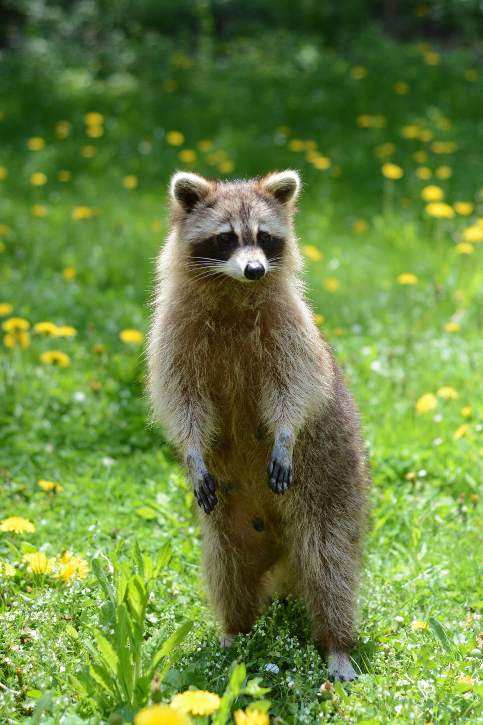 Nikon D7100 sample photo. Racoon, animal, garden photography