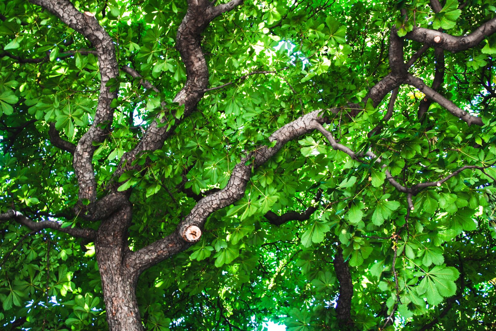 Canon EOS 350D (EOS Digital Rebel XT / EOS Kiss Digital N) sample photo. Green, tree, nature photography