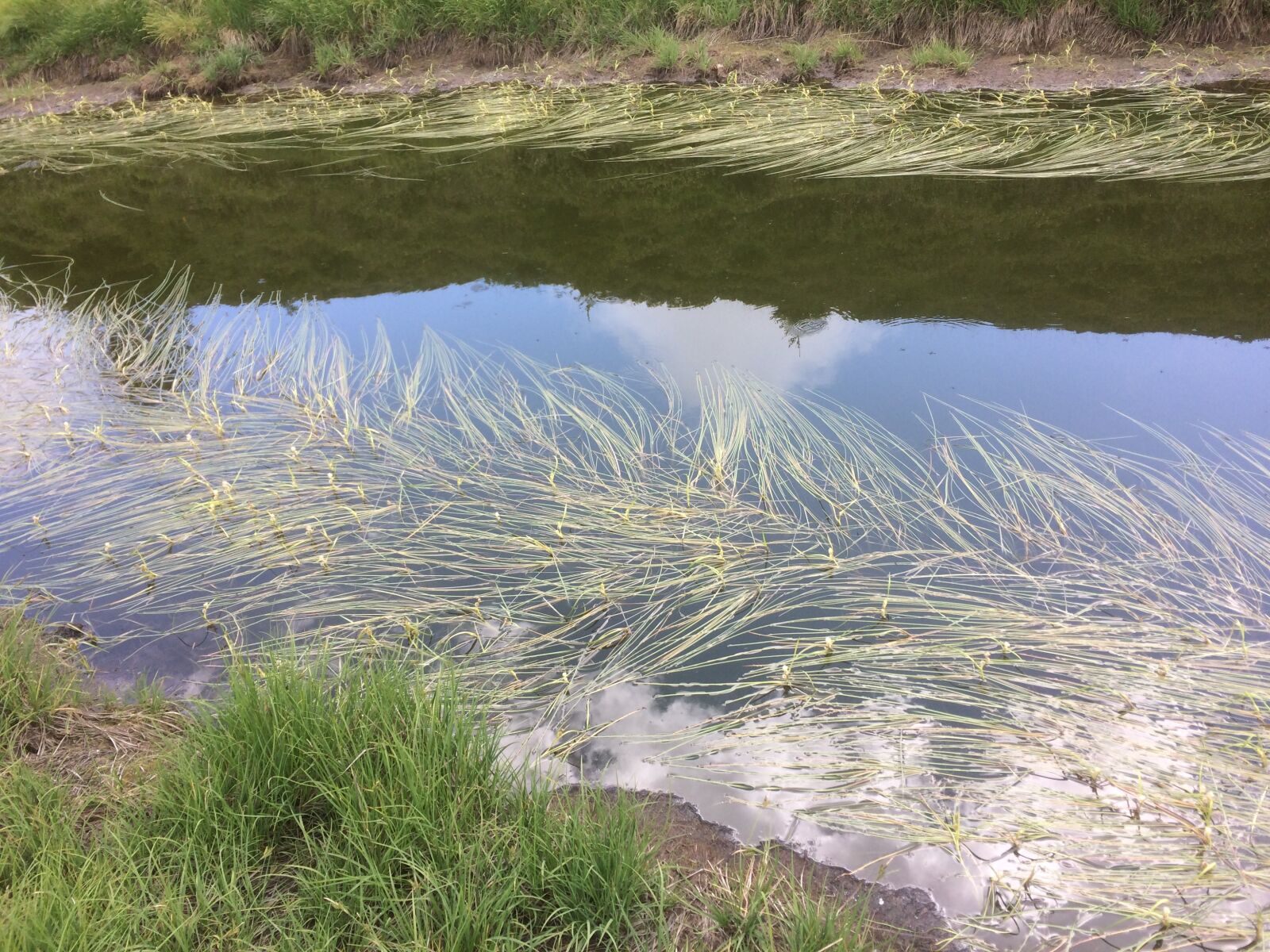 iPhone 5s back camera 4.15mm f/2.2 sample photo. Pools, mirroring, biotope photography