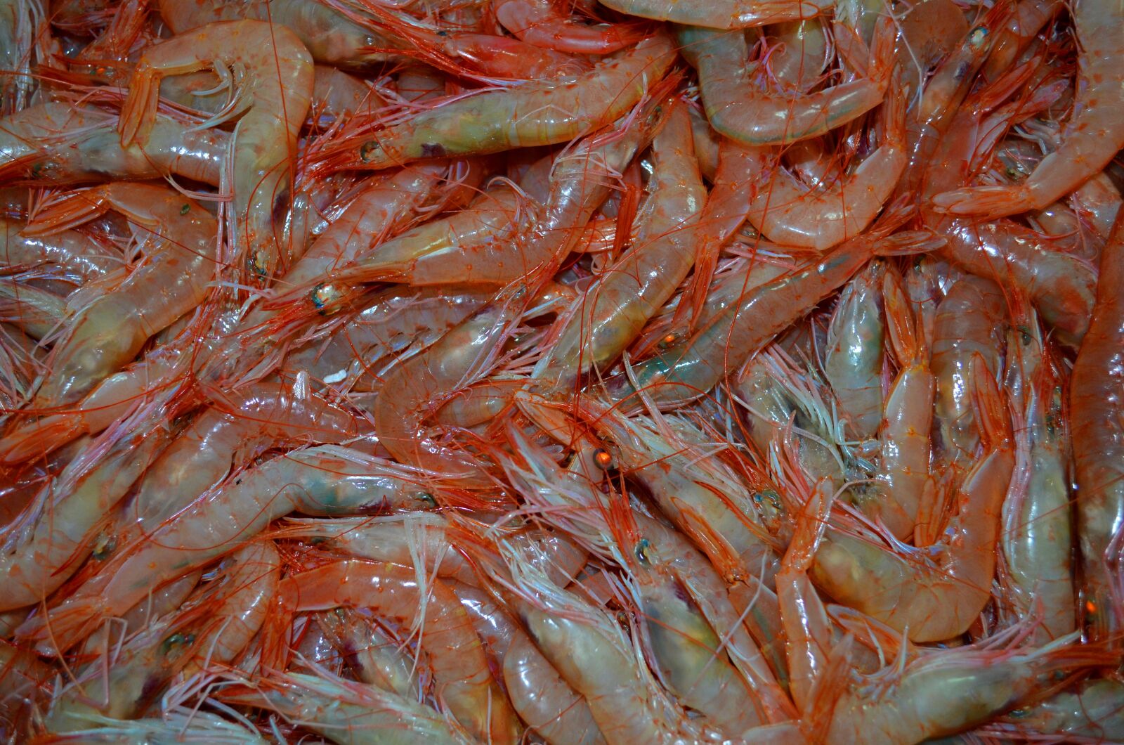 Nikon D5100 sample photo. Shrimp, fruits of the photography