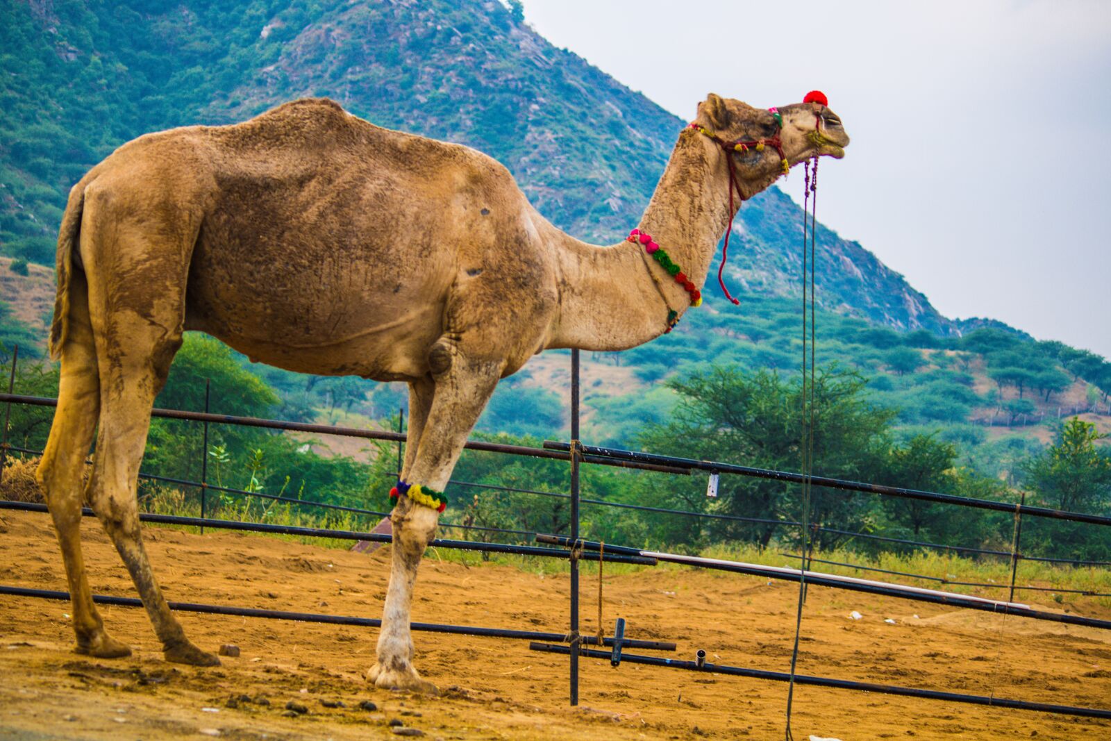 Canon EOS 2000D (EOS Rebel T7 / EOS Kiss X90 / EOS 1500D) sample photo. Camel standing, surrounded by photography