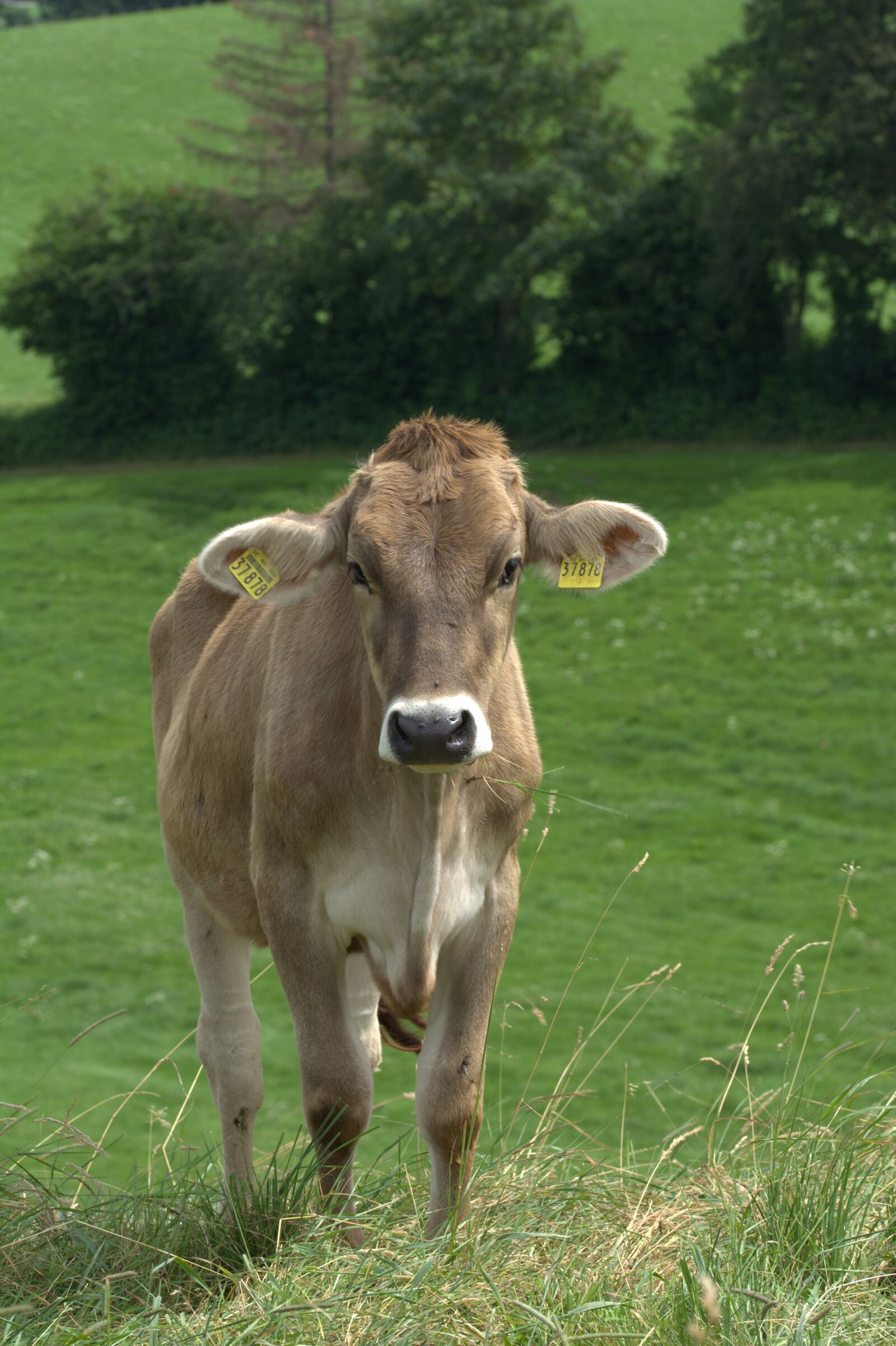 Nikon D5200 sample photo. Alps rind, cow, beef photography