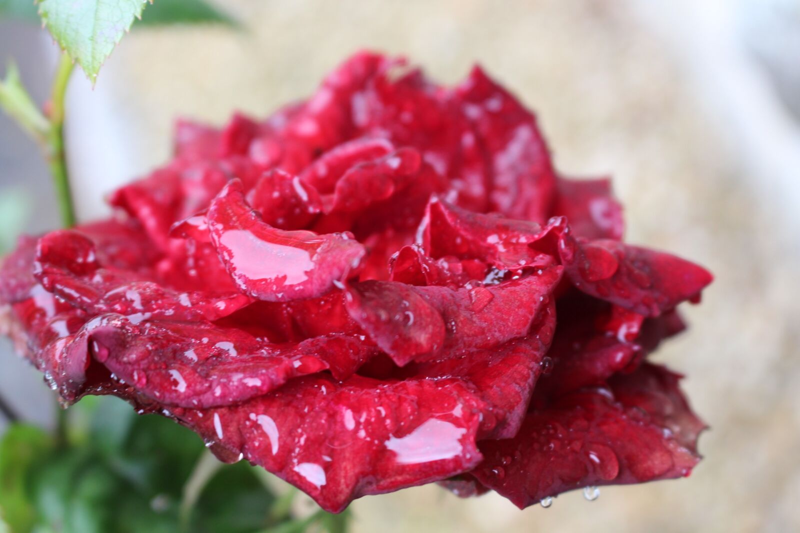 Canon EOS 700D (EOS Rebel T5i / EOS Kiss X7i) sample photo. Flower, rose, rain photography