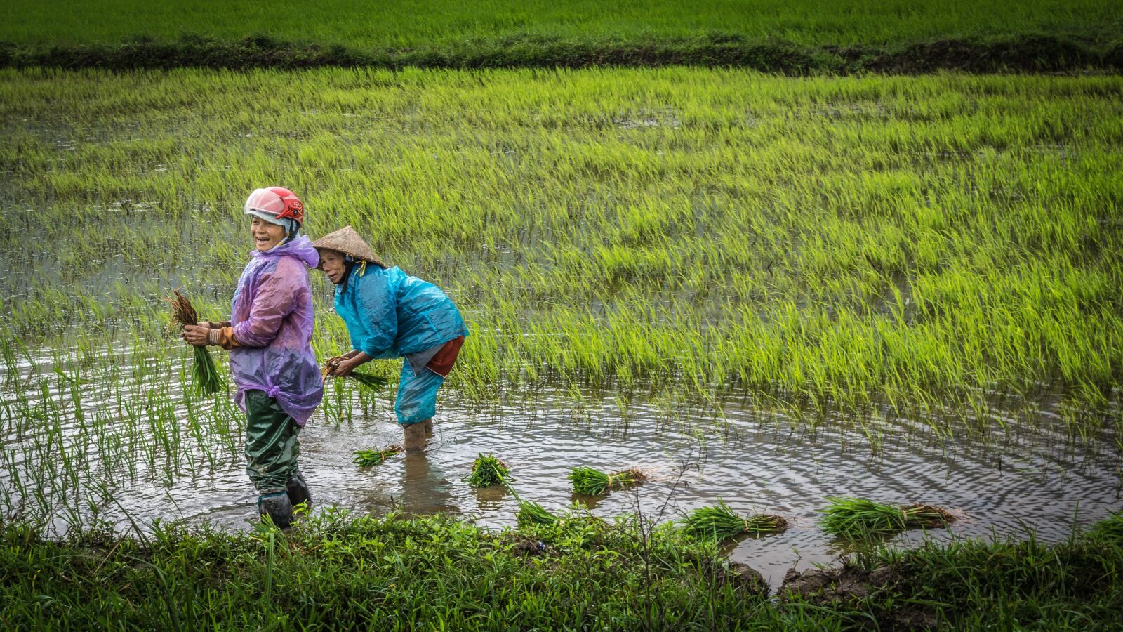 Sony SLT-A77 + DT 18-270mm F3.5-6.3 SSM sample photo. Vietnam, women, paddy photography
