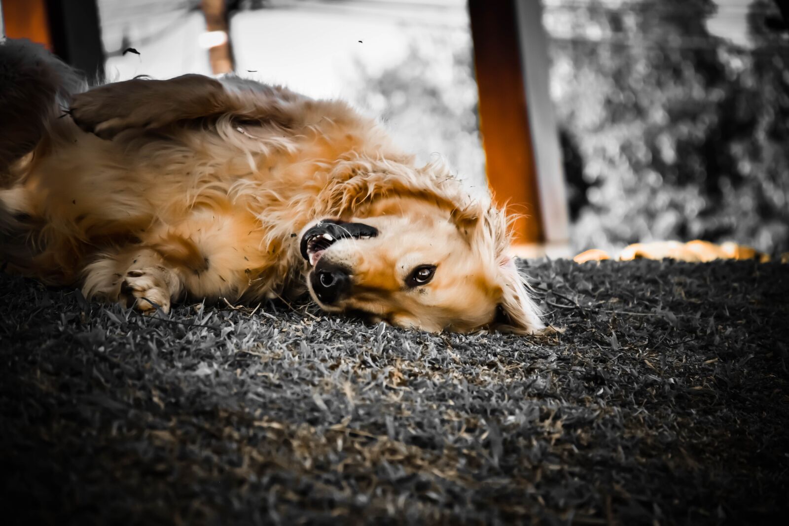 Nikon D5500 sample photo. Dog, happy, pet photography