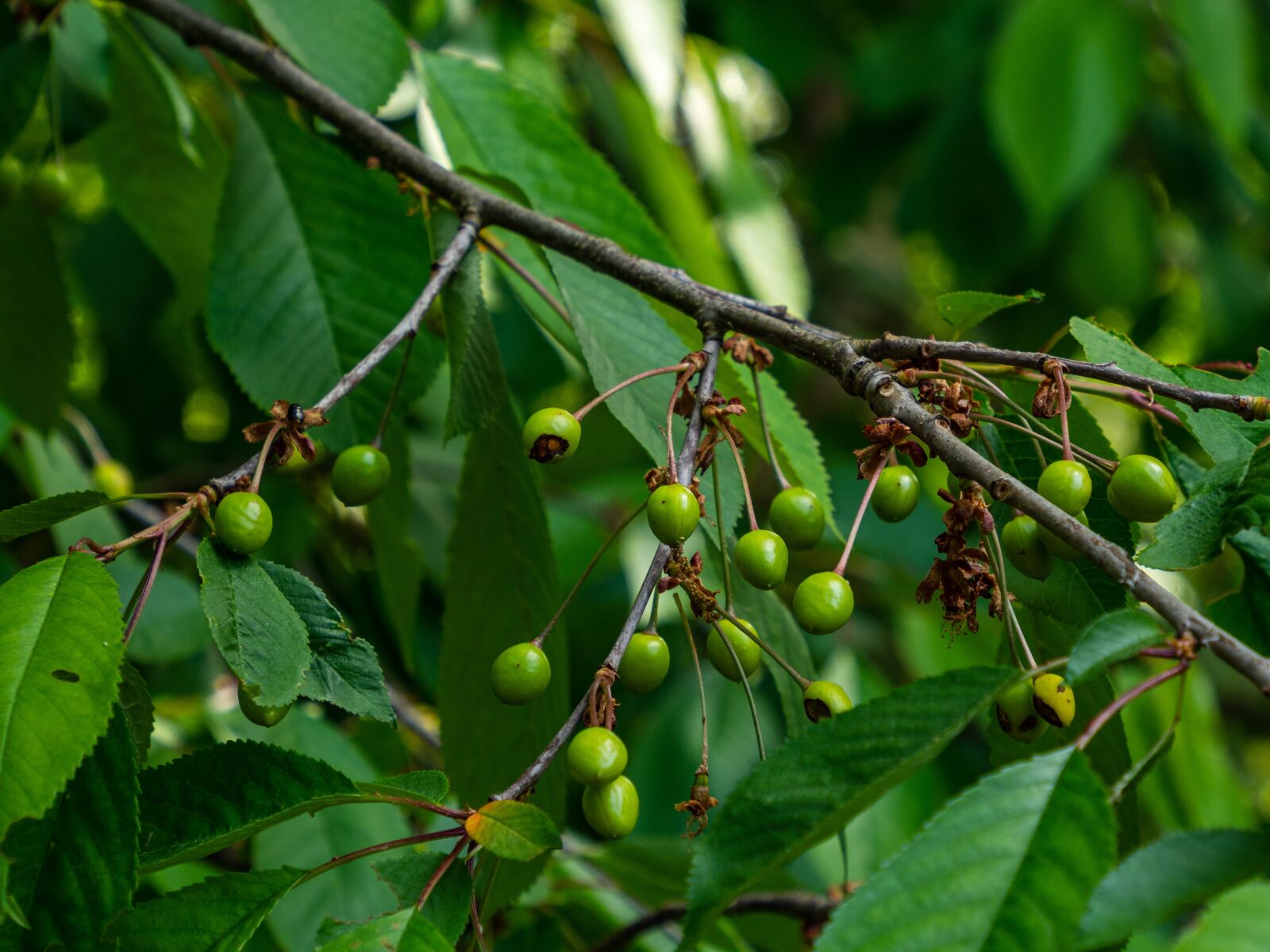 Olympus OM-D E-M10 III sample photo. Fruit, fruits, cherry photography