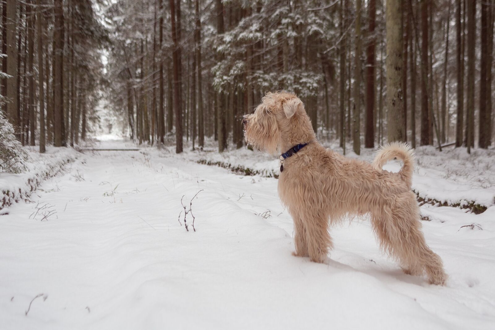 Canon EOS 6D + EF28-70mm f/2.8L USM sample photo. Dog, forest, still photography