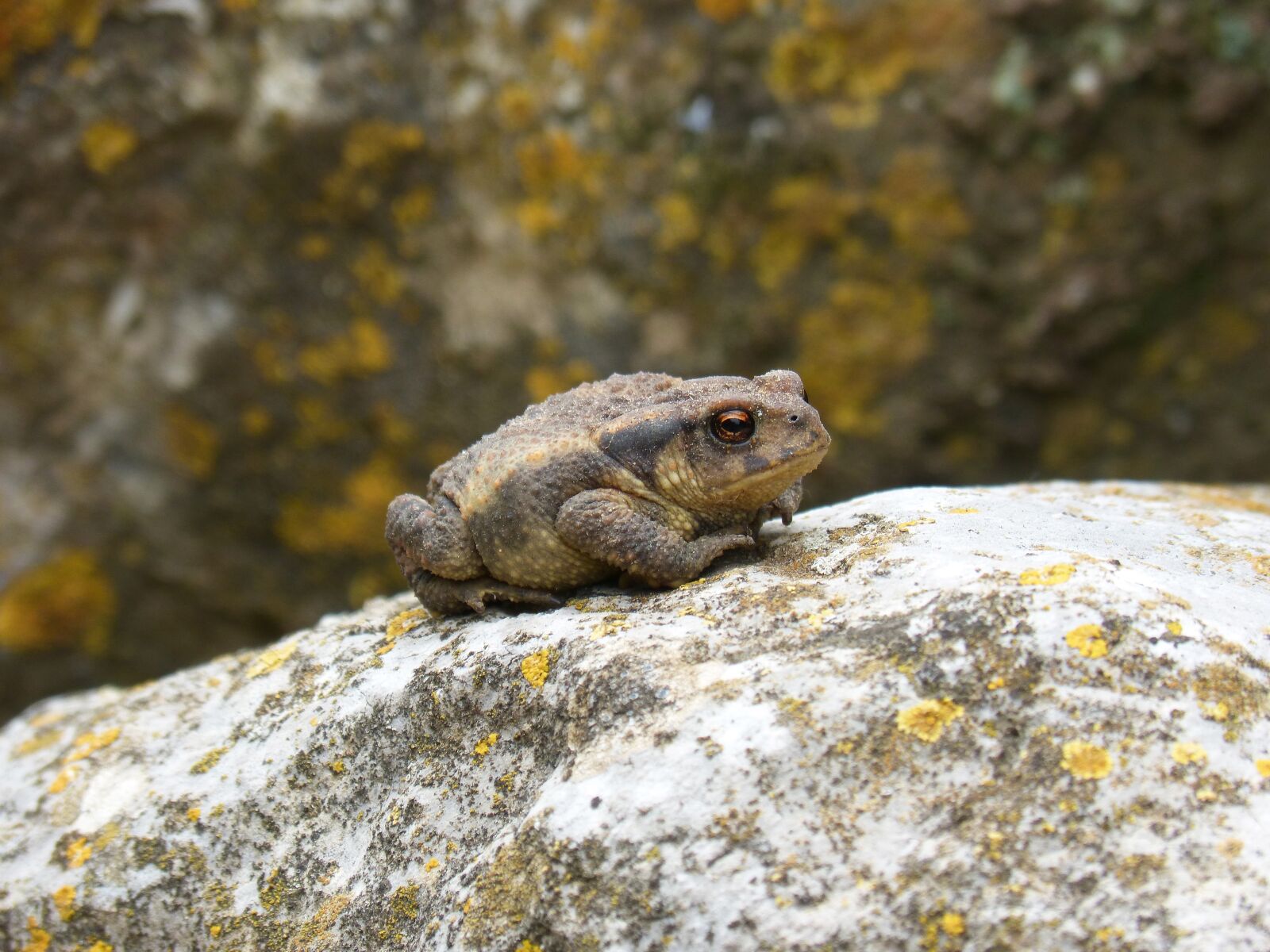 Panasonic DMC-FZ62 sample photo. Toad, sapito, batrachian photography