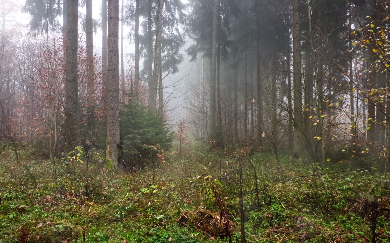 Sony Cyber-shot DSC-RX10 III sample photo. Forest, fog, trees photography
