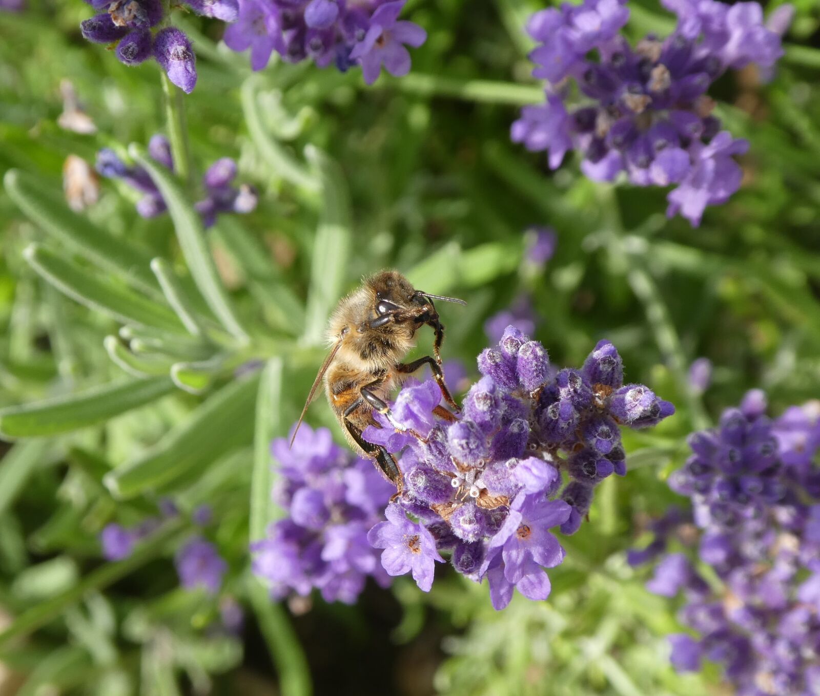 Panasonic DMC-TZ81 sample photo. Bee, insect, lavender photography
