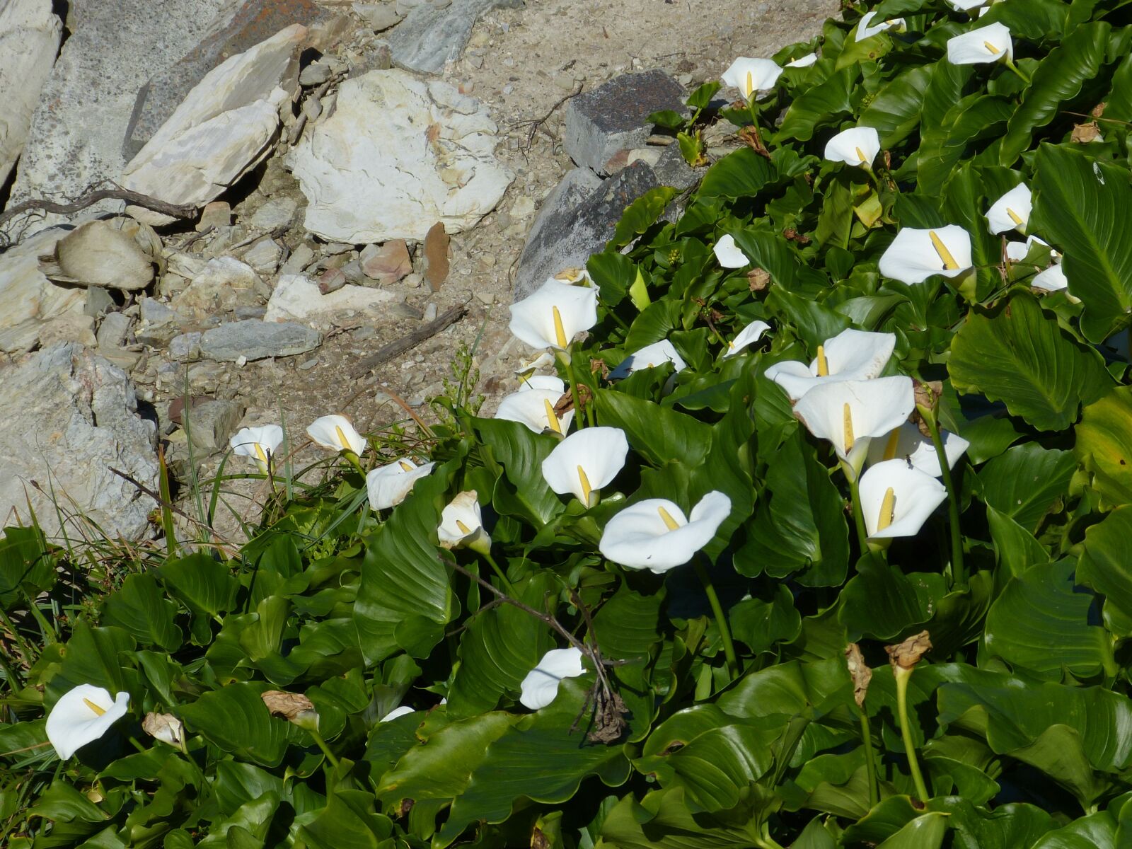 Panasonic Lumix DMC-FZ150 sample photo. South africa, garden route photography