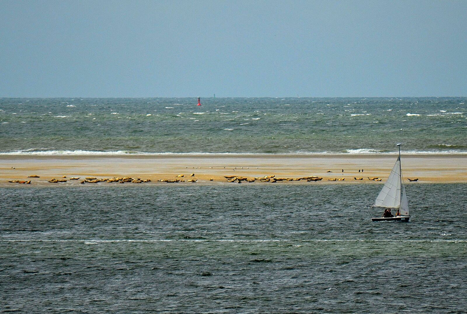 Nikon D5100 sample photo. Seal benches, borkum, seals photography