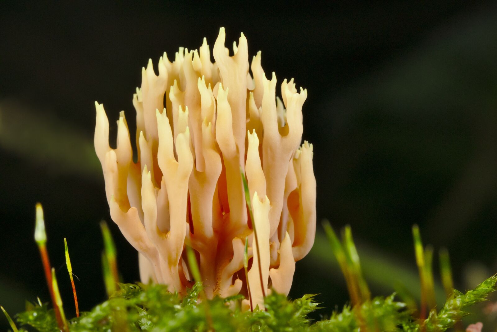 Canon EOS M5 + Canon EF 100mm F2.8L Macro IS USM sample photo. Mushroom, autumn, moss photography