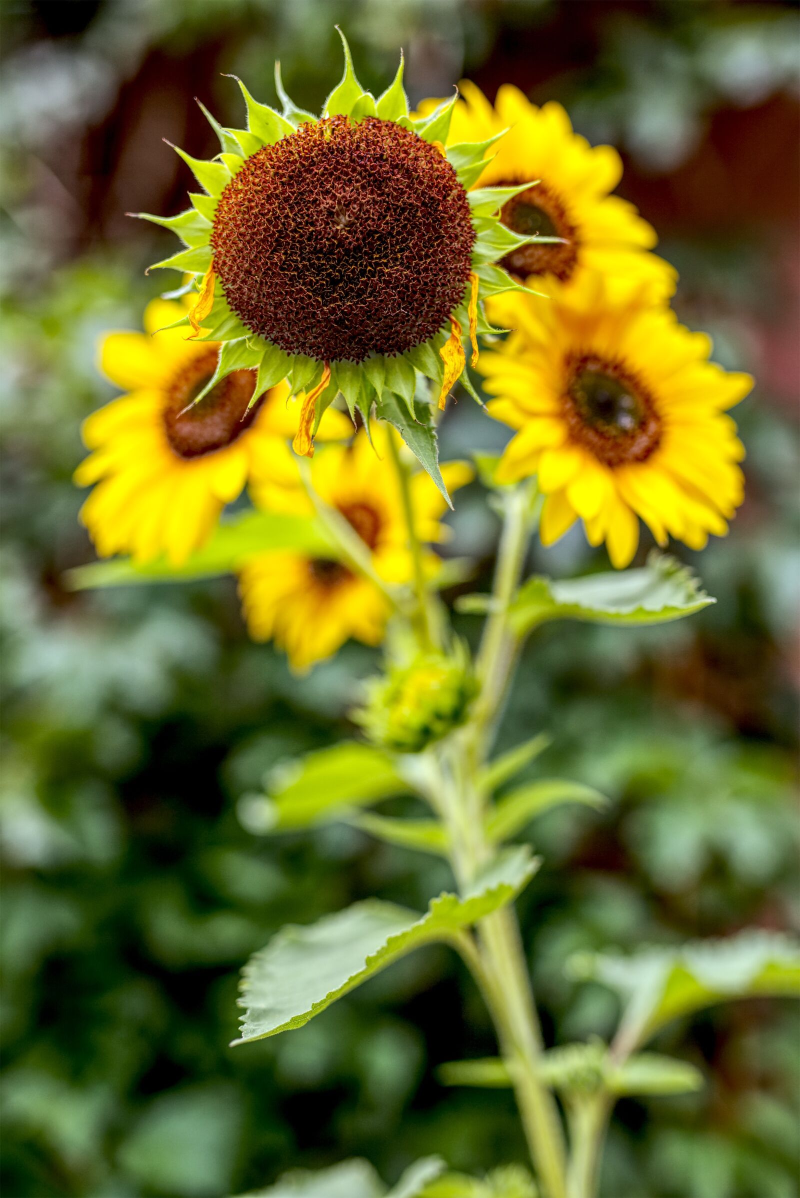 Canon 50mm F1.4 DG HSM | Art 014 sample photo. Flower, sunflower, cores photography
