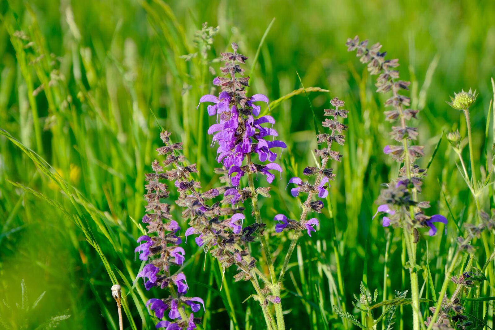 Fujifilm X-T3 sample photo. Wild sage, violet, flower photography