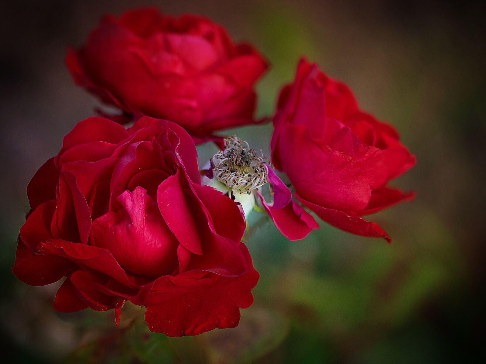 Nikon D3300 sample photo. Flower, nature, leaf photography