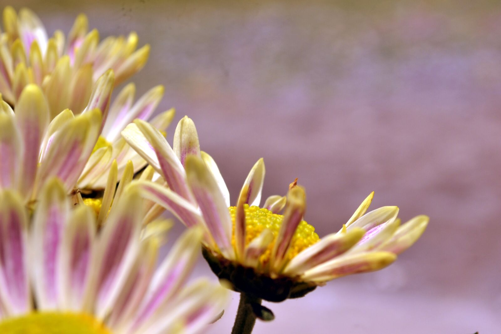 Nikon D3100 sample photo. Flowers, gorgeous, beautiful photography