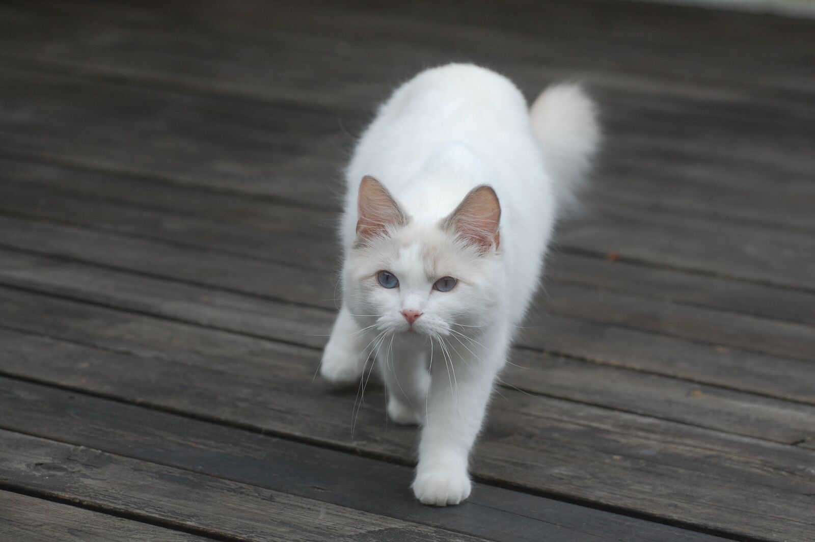 Nikon D40 sample photo. White, cat, predators photography