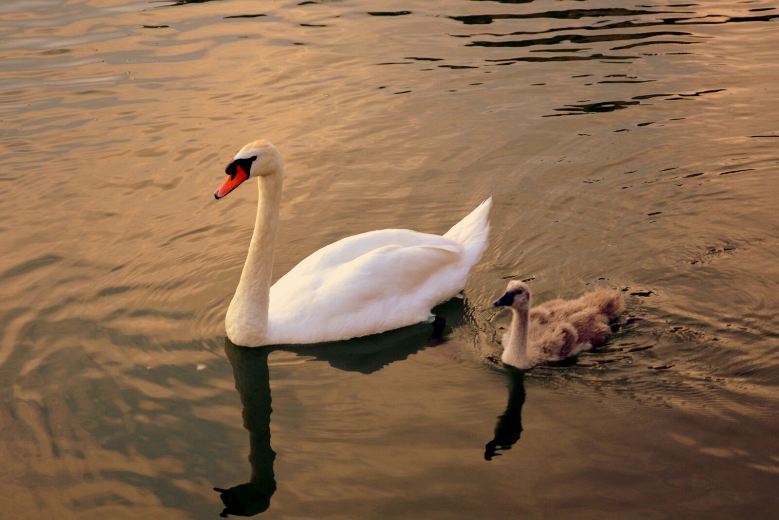 Nikon D7100 sample photo. Swan, mom, puppy photography