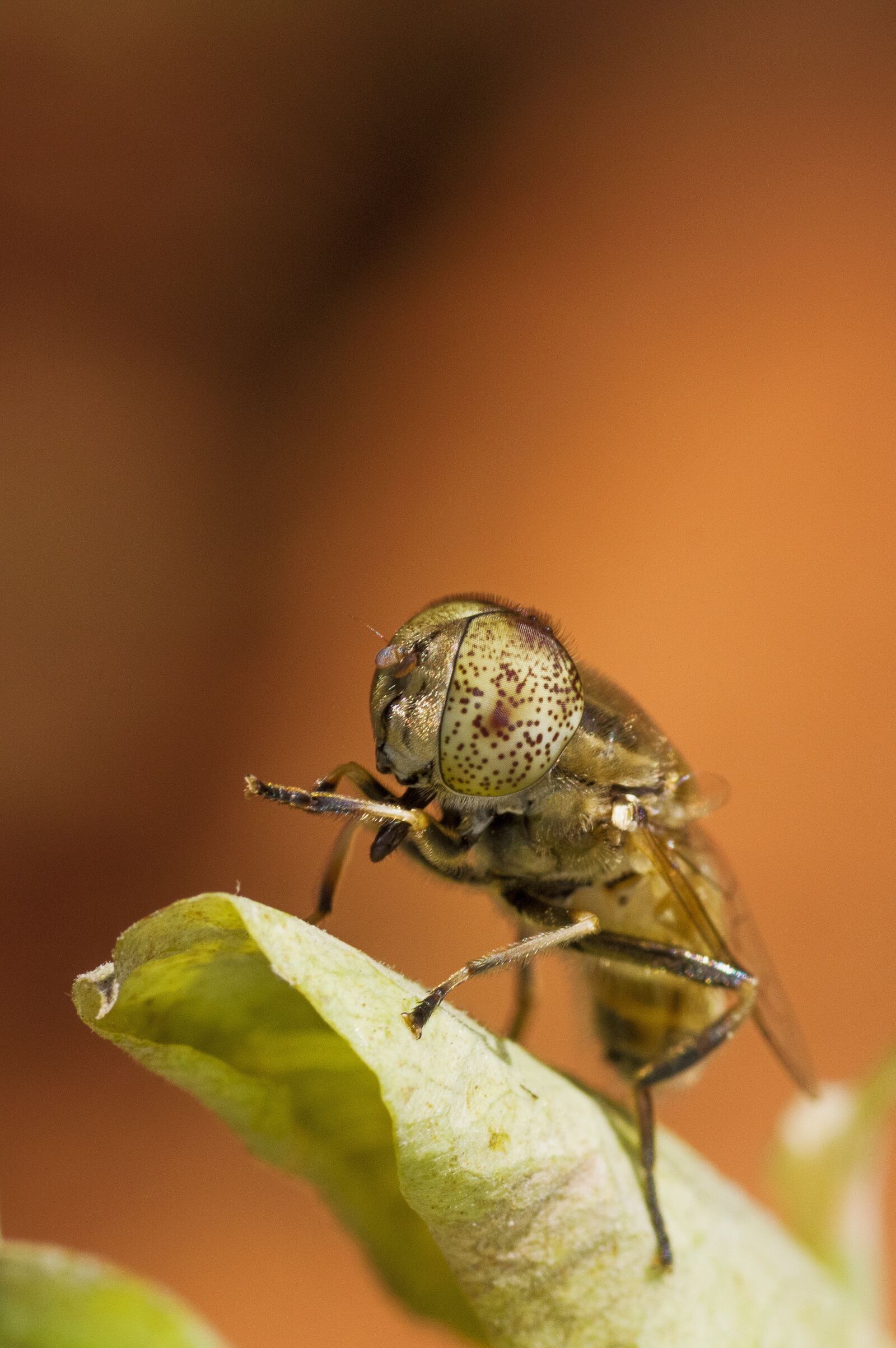 Pentax K-3 sample photo. Fly, spotted eyes, macro photography
