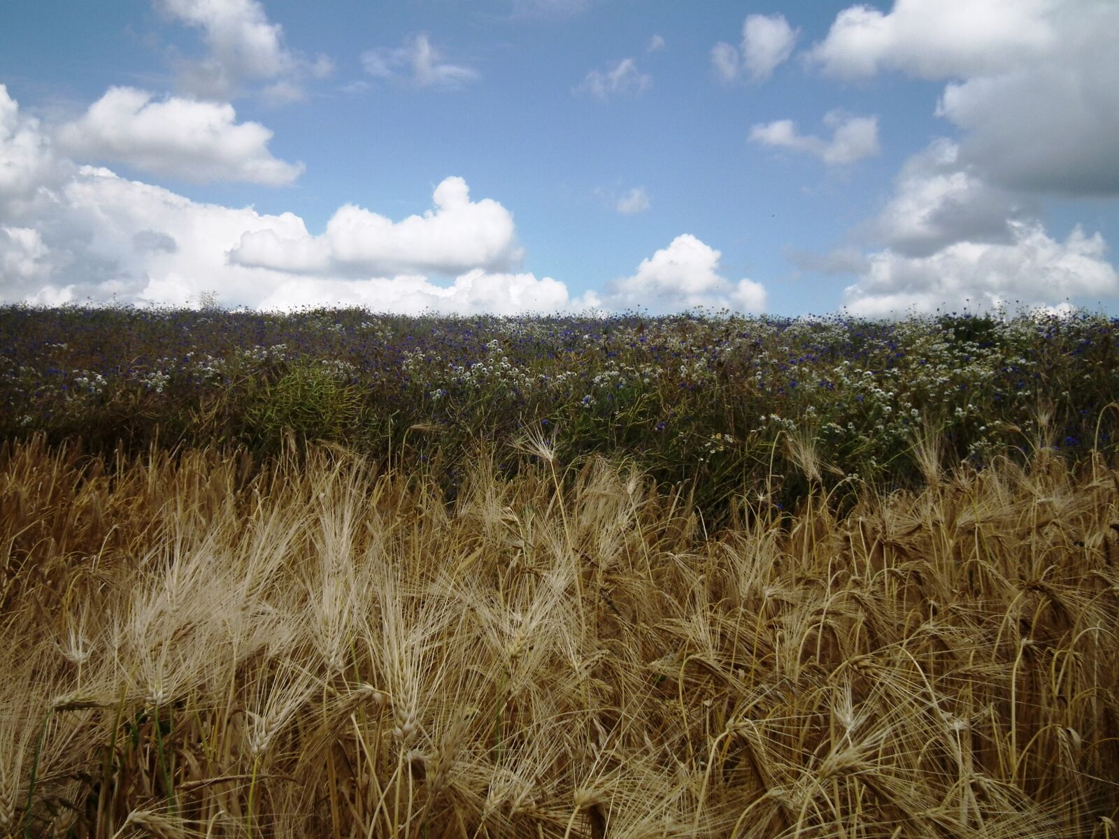 FujiFilm FinePix HS10 (FinePix HS11) sample photo. Spike, field, sky photography