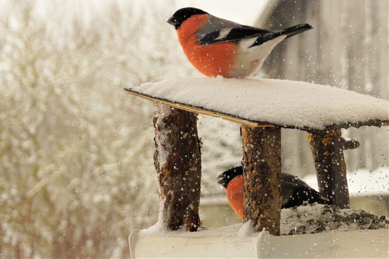 Sony a6000 sample photo. Bullfinch, birds, winter photography
