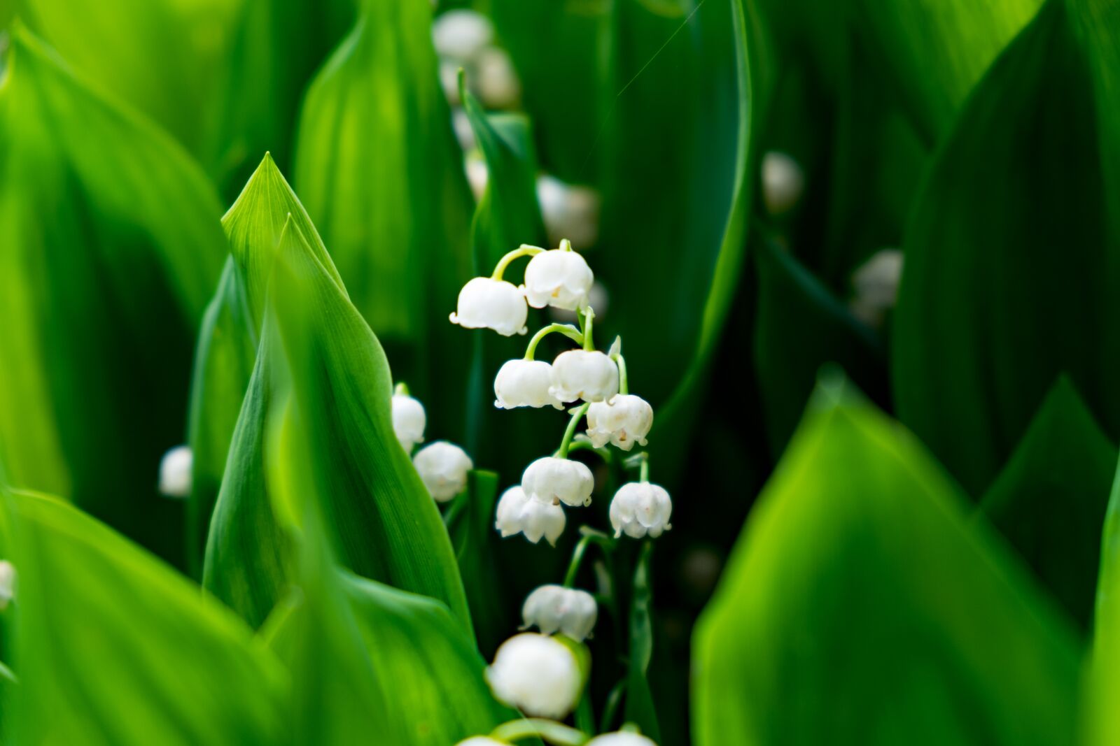 Fujifilm X-T10 sample photo. Flower, lily of the photography