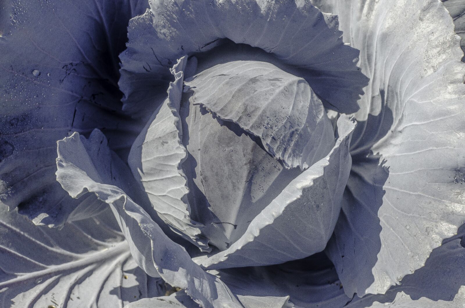 Nikon D7000 sample photo. Cabbage, plant, vegetable photography