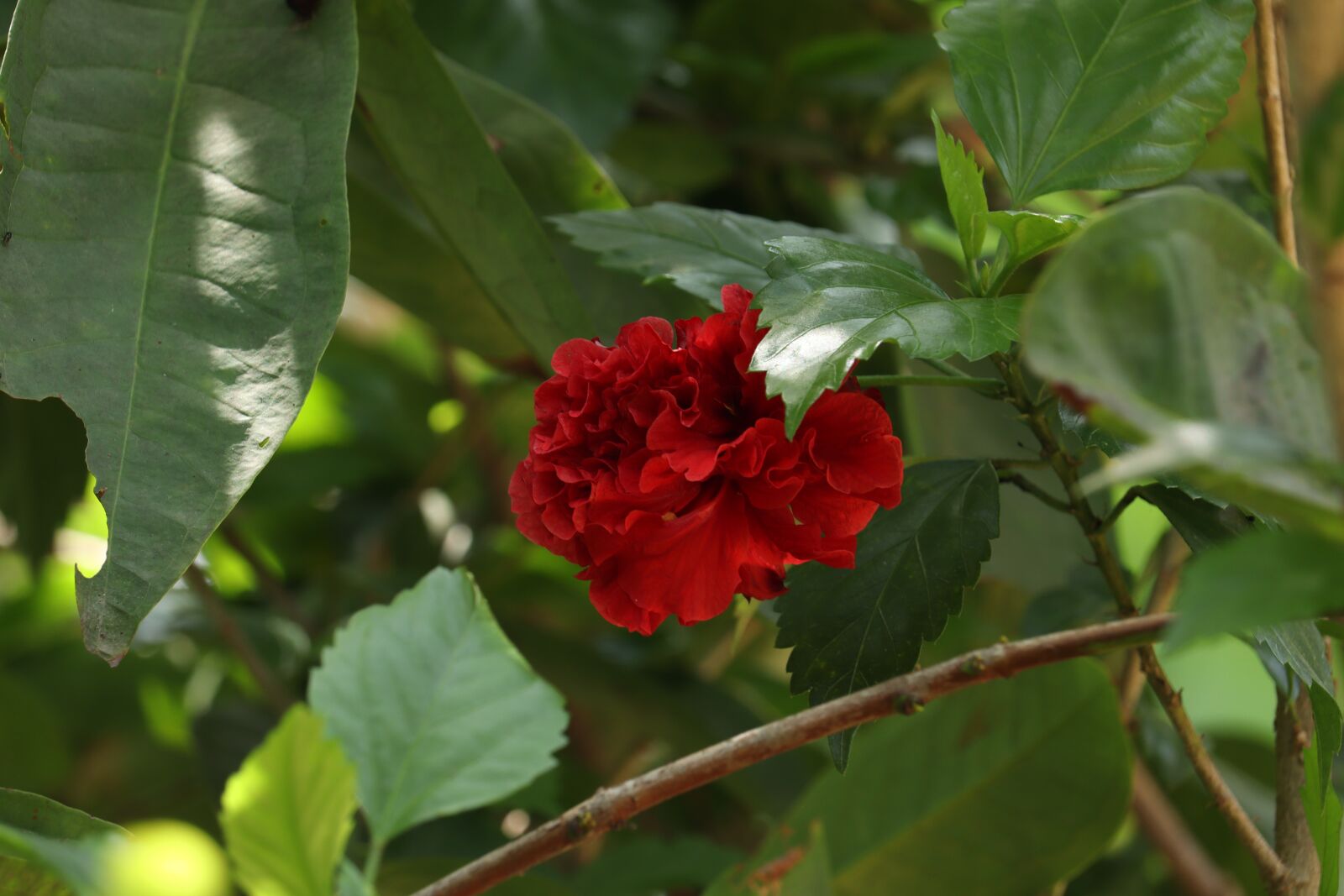 Canon EOS 250D (EOS Rebel SL3 / EOS Kiss X10 / EOS 200D II) sample photo. Green, leaf, flower photography