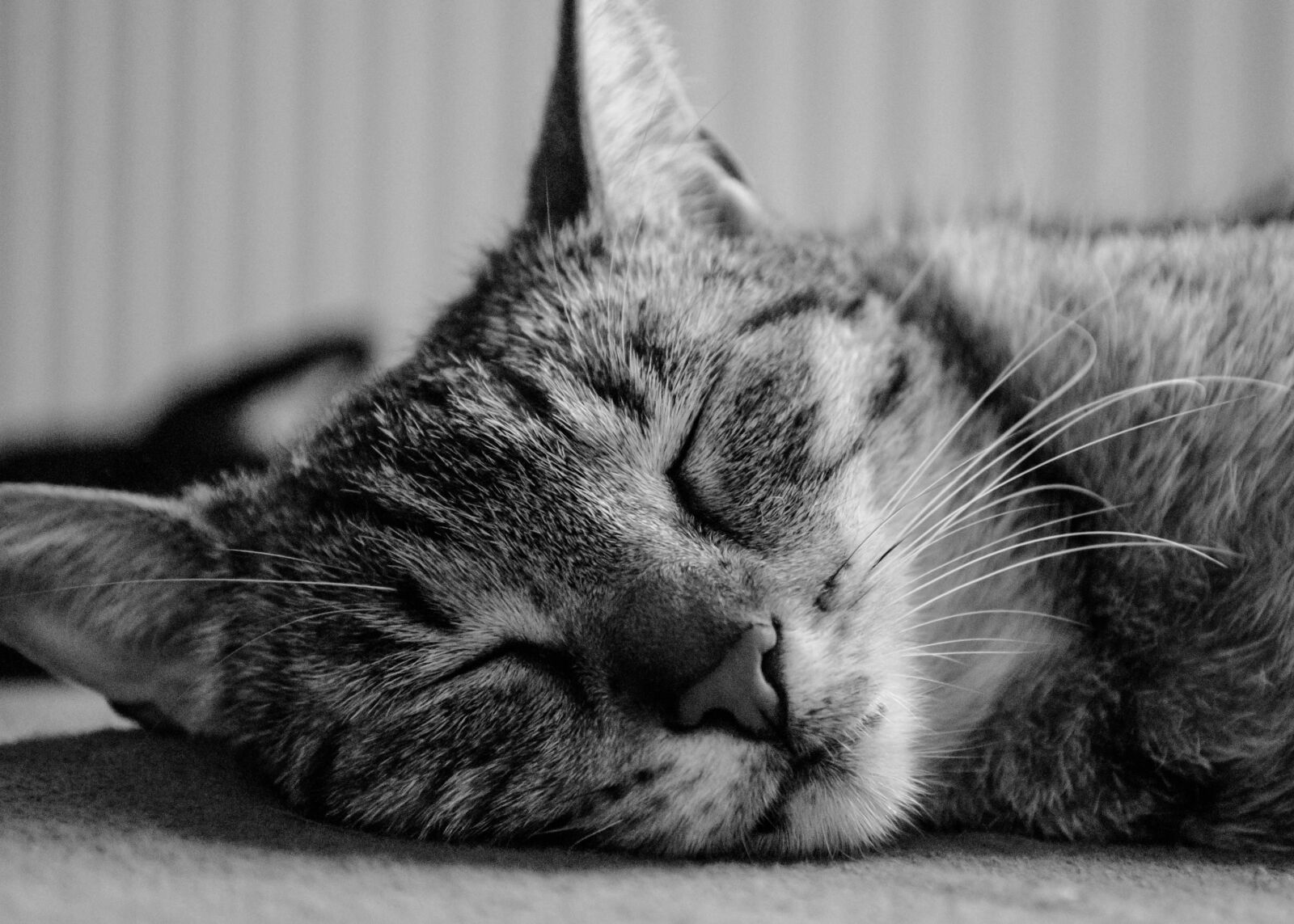 Nikon D60 sample photo. Cat, dachowiec, dream photography