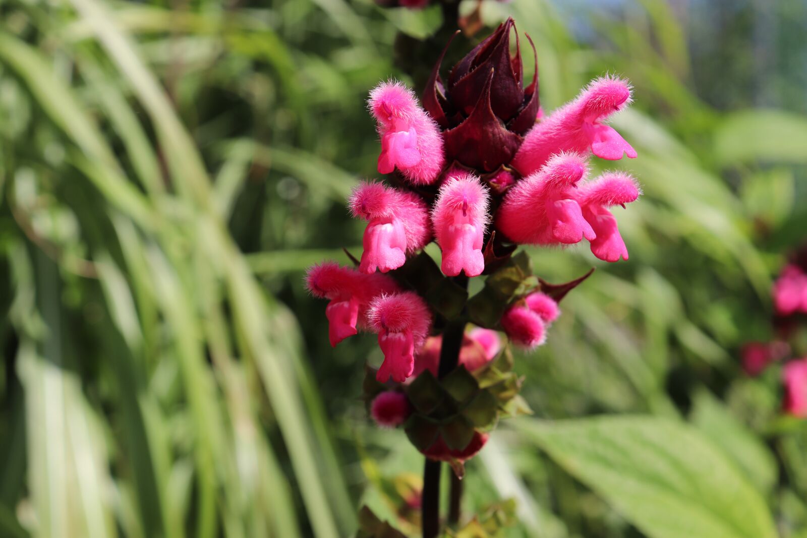 Canon EOS 800D (EOS Rebel T7i / EOS Kiss X9i) sample photo. Flowers, color pink, garden photography