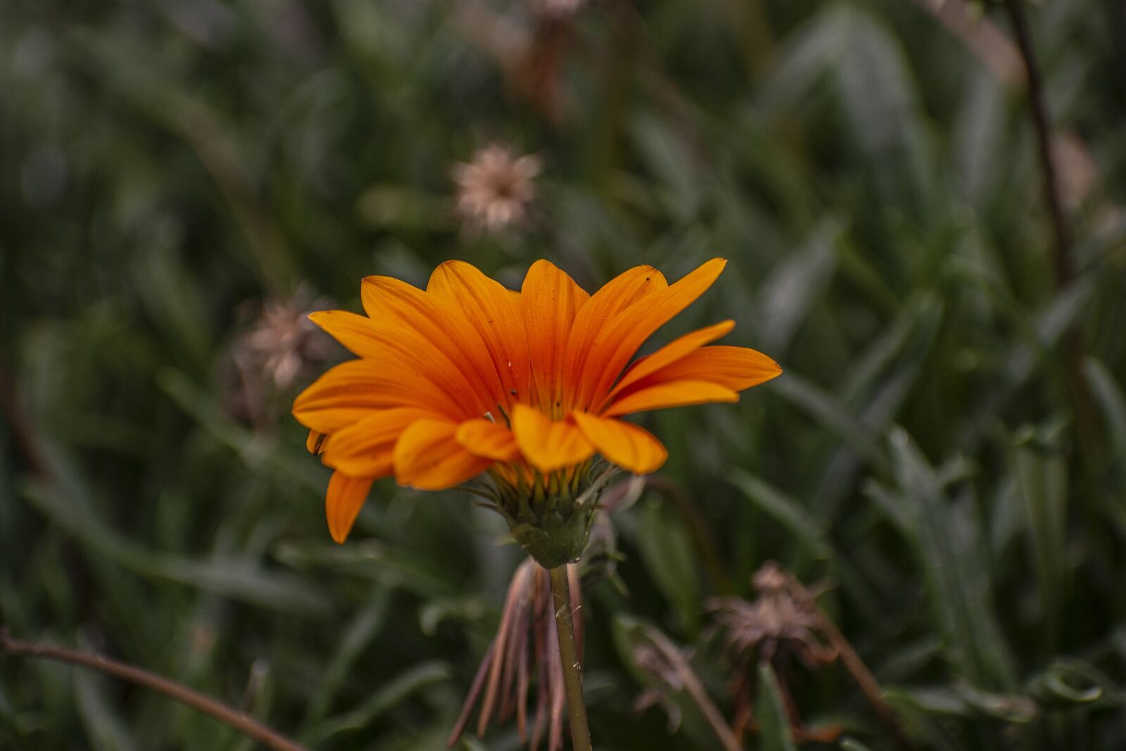 Nikon D600 sample photo. Flower, nature, spring photography