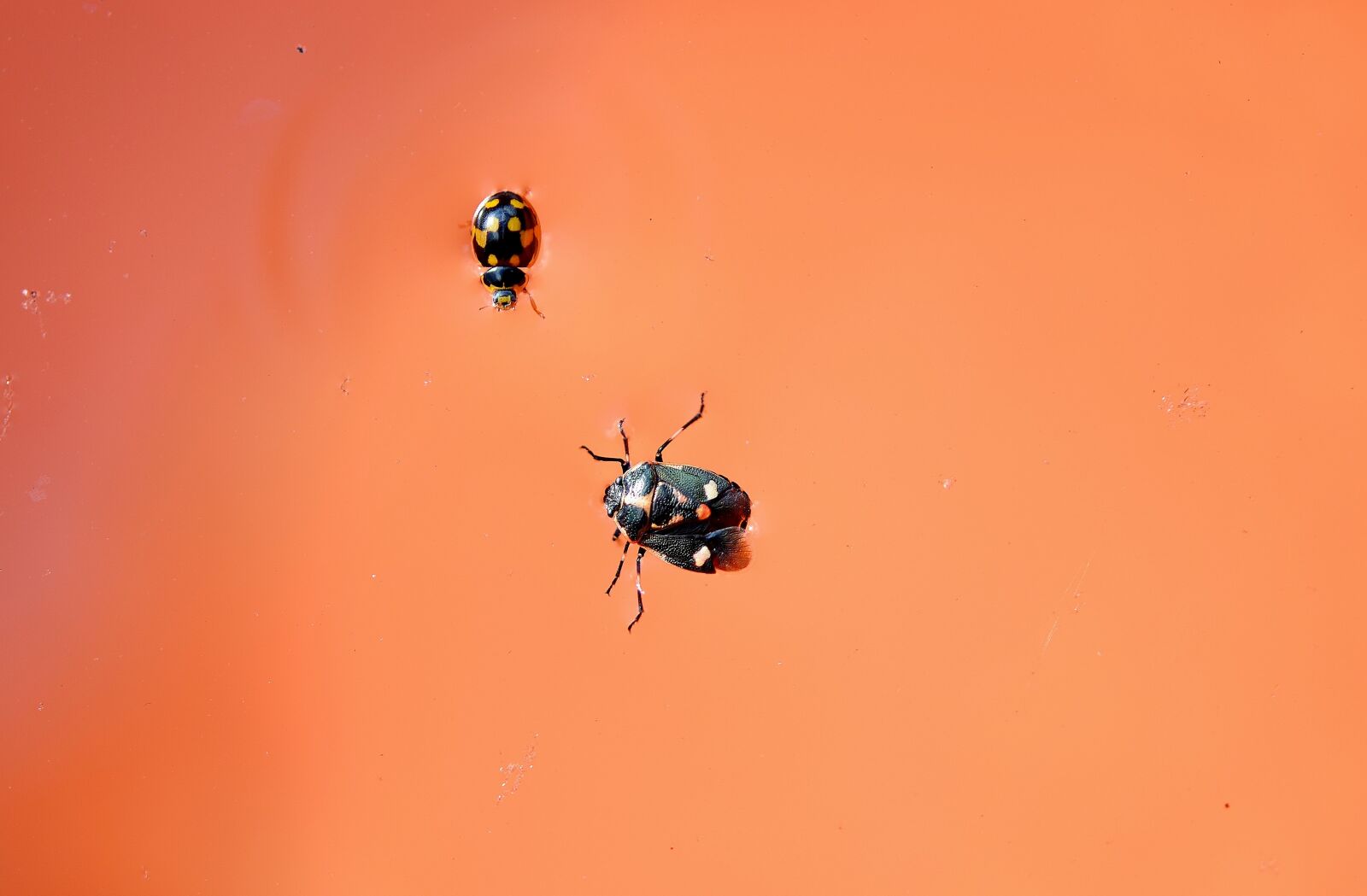Nikon D7000 sample photo. Lady bug, insect, wing photography