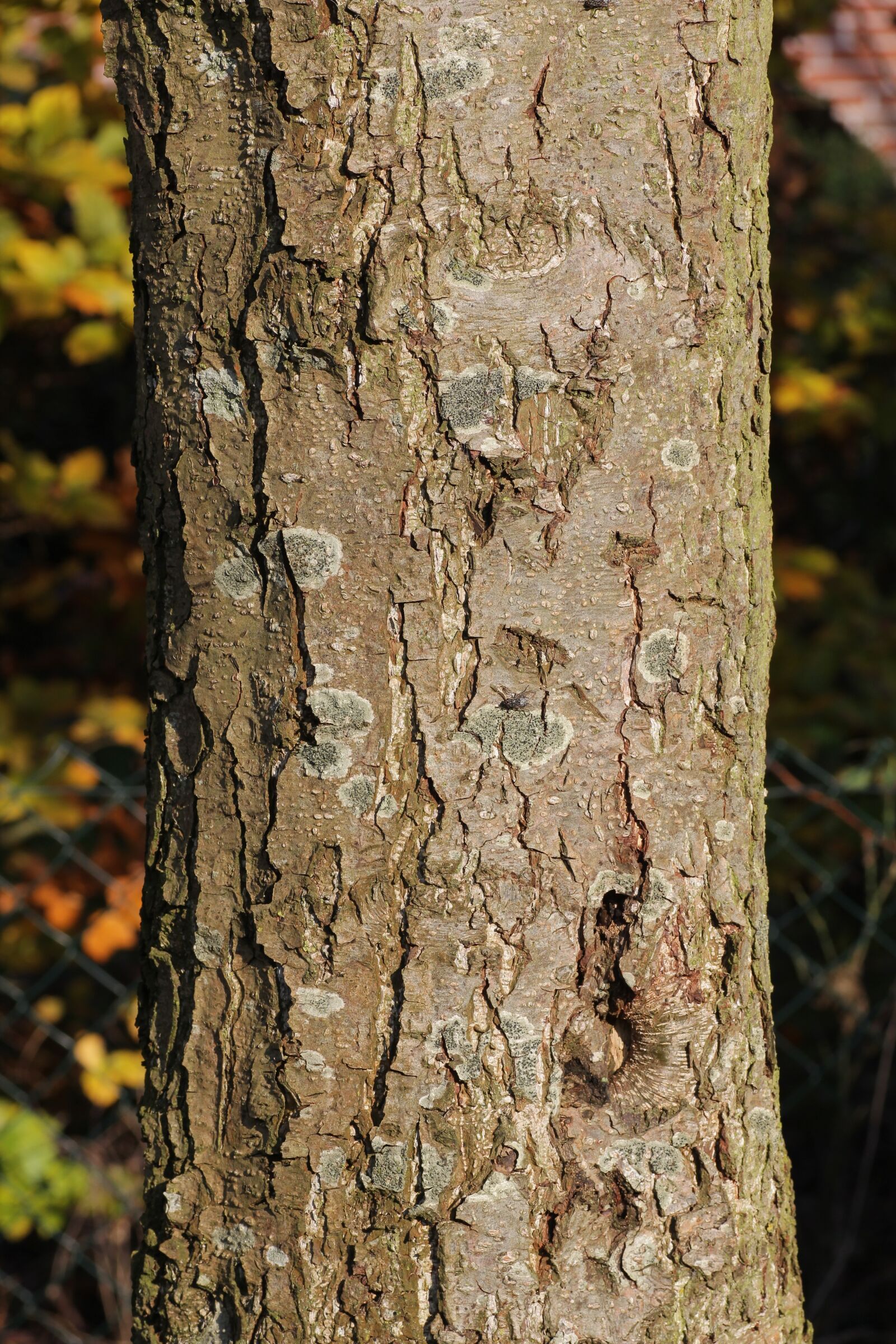 Canon EOS 60D sample photo. Bark, tree, tribe photography