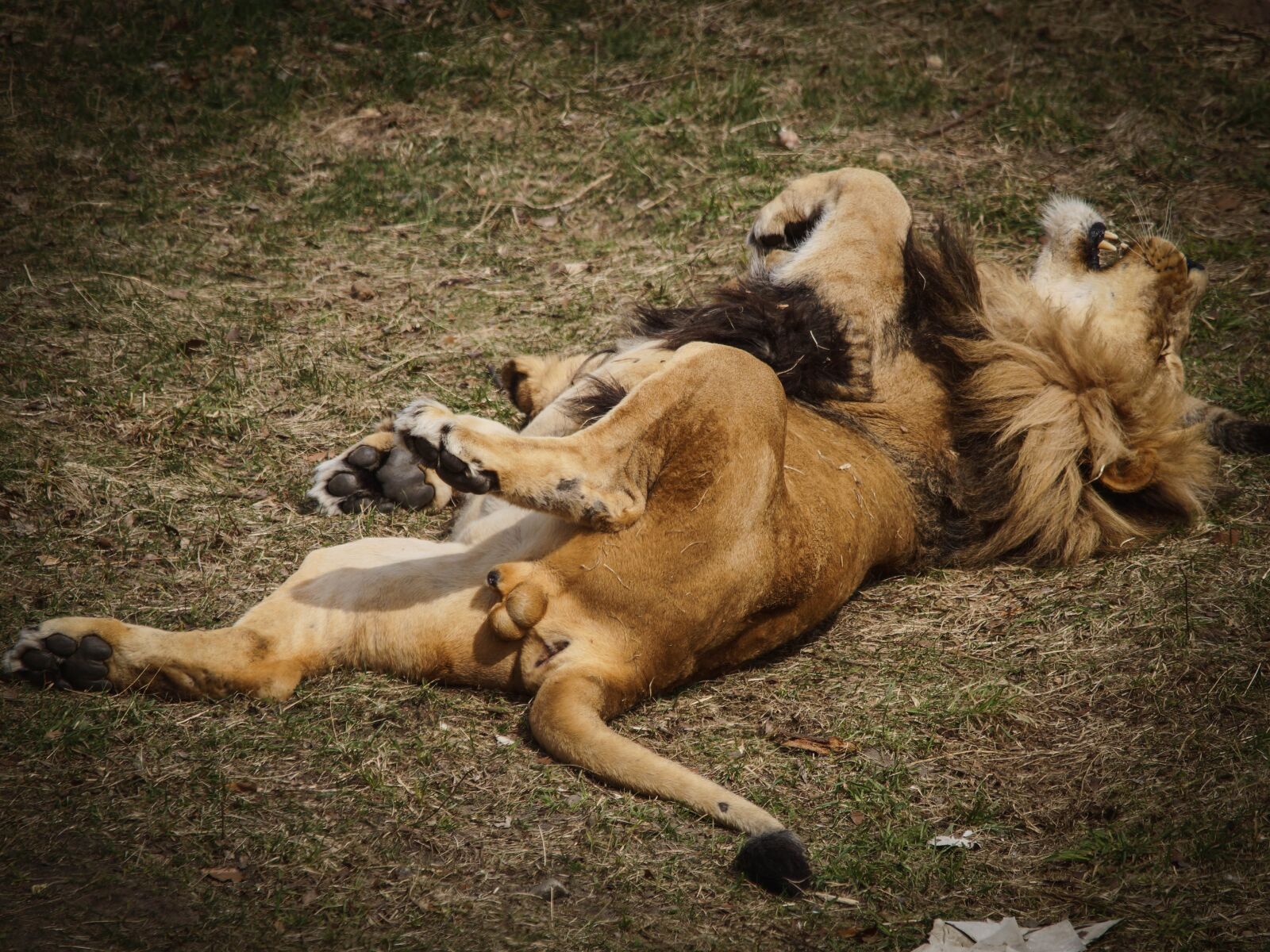 Sony SLT-A58 sample photo. Big cat, predator, lion photography