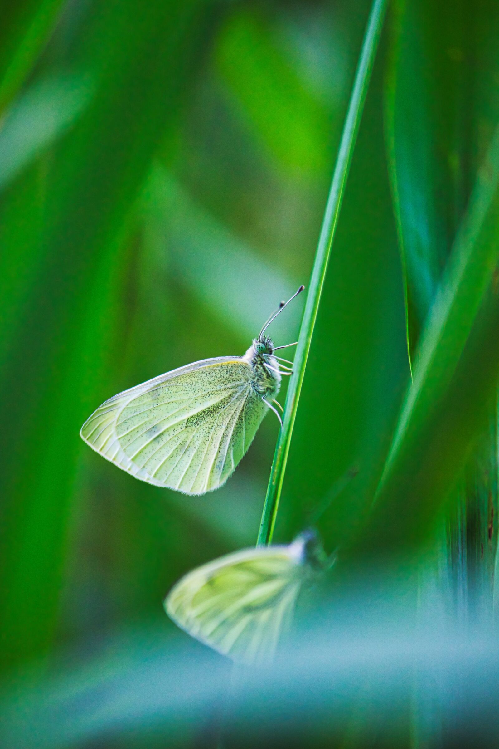 Canon EOS 600D (Rebel EOS T3i / EOS Kiss X5) sample photo. Butterfly, reed, pond photography
