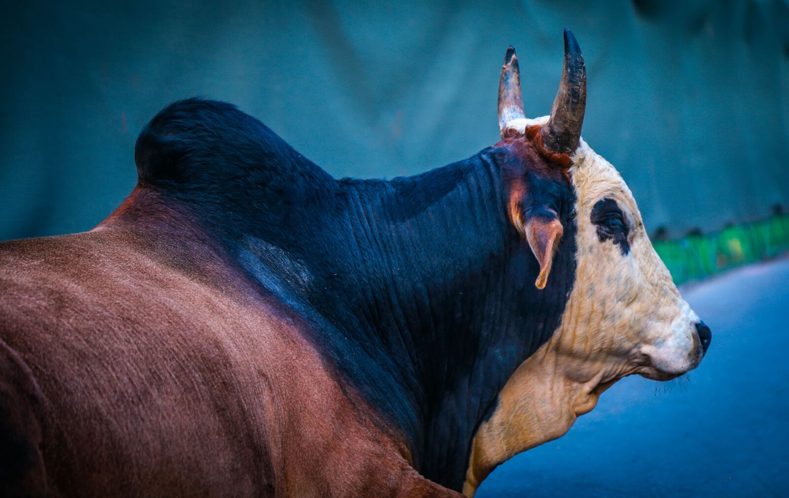 Canon EOS 6D + Canon EF 24-105mm F4L IS USM sample photo. Cow, color, colorful photography