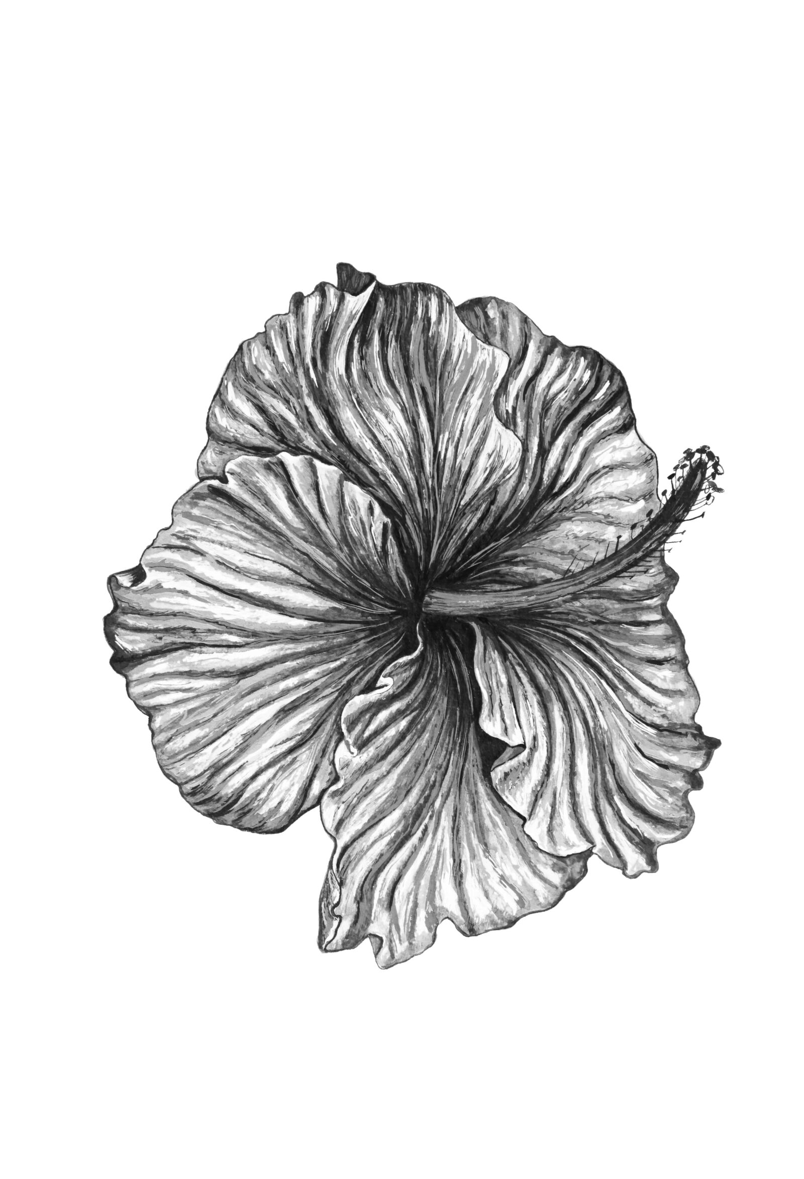 Canon EOS 5D Mark II sample photo. Flower, black and white photography