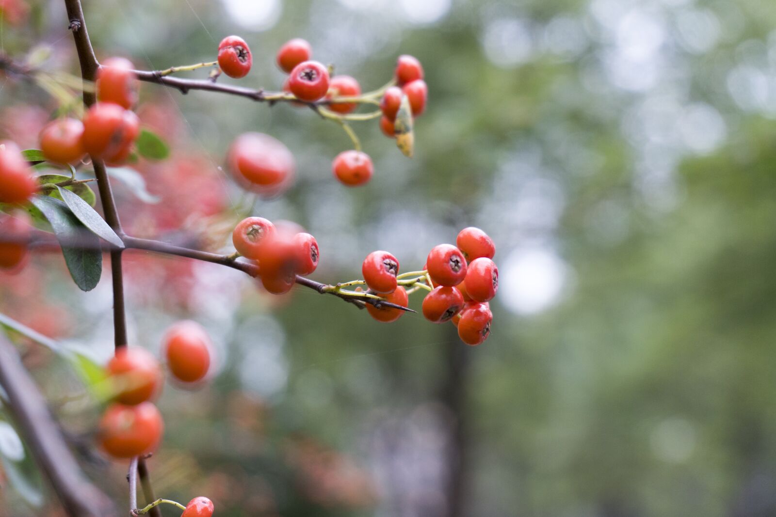 Sony E 16-50mm F3.5-5.6 PZ OSS sample photo. Red, berry, berries photography