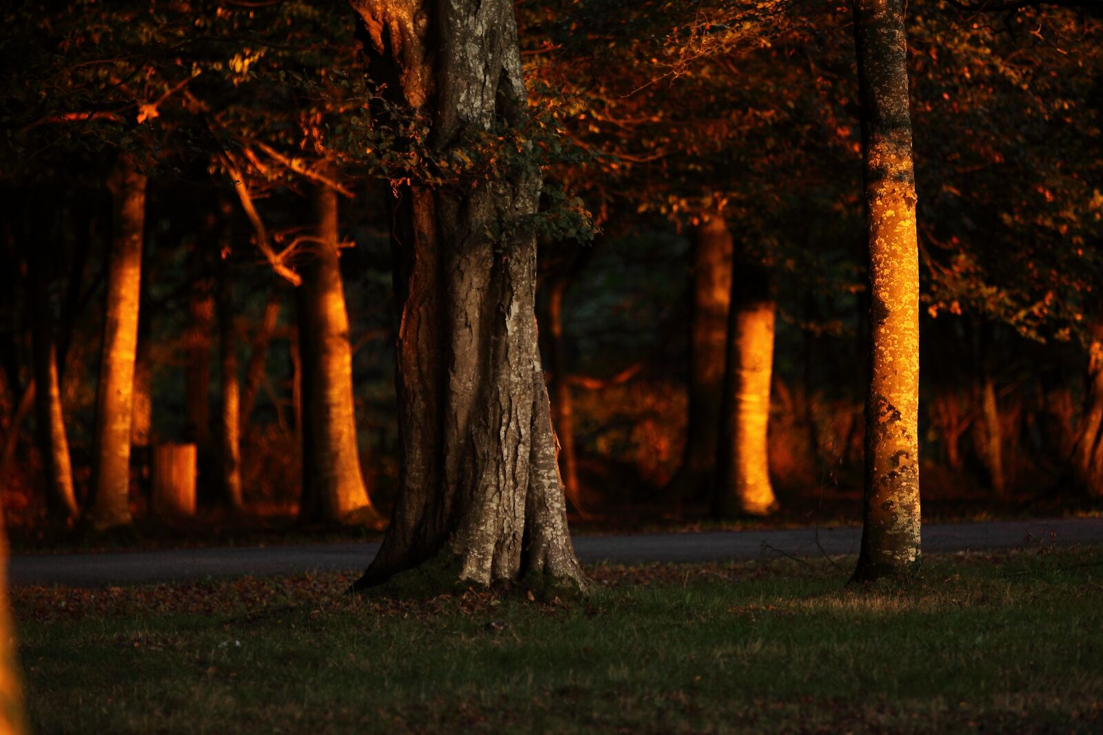 Canon EOS 5D Mark II sample photo. Forest, nature, fall photography