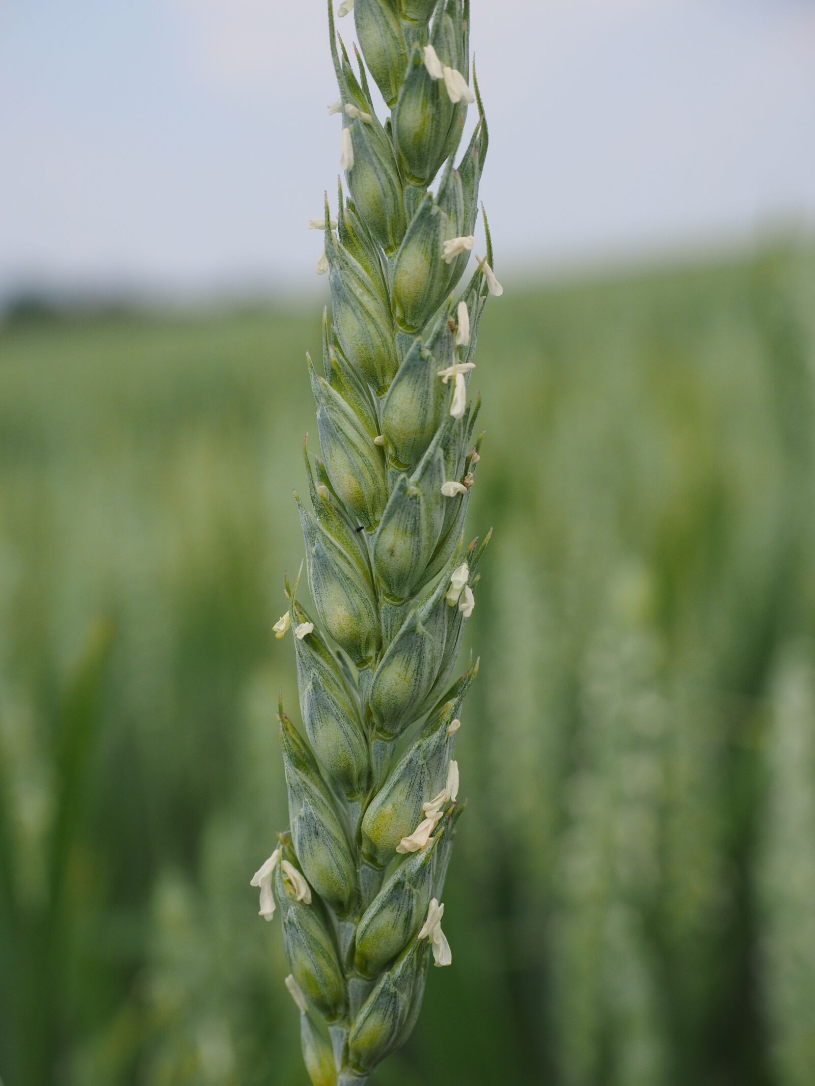 Olympus OM-D E-M1 + Olympus M.Zuiko Digital ED 12-40mm F2.8 Pro sample photo. Wheat, wheat spike, wheat photography