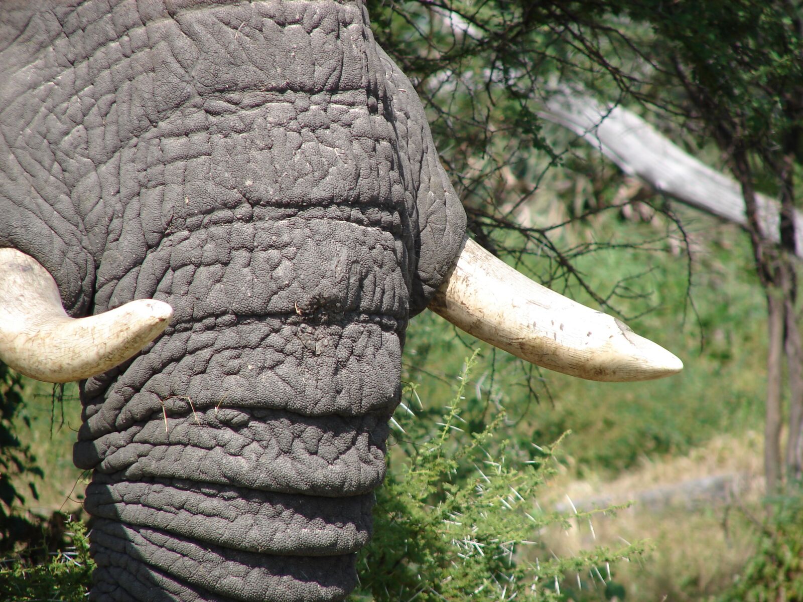 Sony DSC-H1 sample photo. Elephant, tusks, wild photography